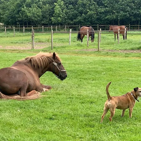 Montferland Near Bergh Castle * Beek Gem Montferland